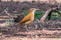 Caribbean Hornero Furnarius longirostris longirostris