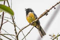 Buff-breasted Mountain Tanager Dubusia taeniata carrikeri