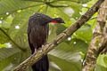 Cauca Guan Penelope perspicax