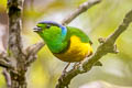 Chestnut-breasted Chlorophonia Chlorophonia pyrrhophrys