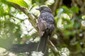 Chestnut-capped Piha Lipaugus weberi