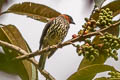 Chestnut-crested Cotinga Ampelion rufaxilla antioquiae