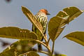 Chestnut-crested Cotinga Ampelion rufaxilla antioquiae