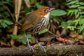 Chestnut-crowned Antpitta Grallaria ruficapilla ruficapilla