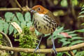 Chestnut-crowned Antpitta Grallaria ruficapilla ruficapilla