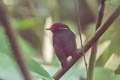 Chestnut-crowned Gnateater Conopophaga castaneiceps castanieceps