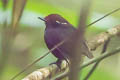 Chestnut-crowned Gnateater Conopophaga castaneiceps castanieceps