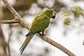 Chestnut-fronted Macaw Ara severus