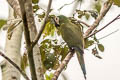 Chestnut-fronted Macaw Ara severus