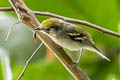 Chestnut-sided Warbler Setophaga pensylvanica