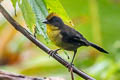 Choco Brushfinch Atlapetes crassus