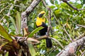 Choco Toucan Ramphastos brevis