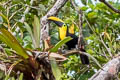 Choco Toucan Ramphastos brevis