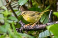 Choco Warbler Myiothlypis chlorophrys