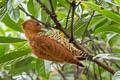 Cinnamon Woodpecker Celeus loricatus loricatus