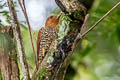 Cinnamon Woodpecker Celeus loricatus loricatus