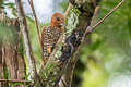 Cinnamon Woodpecker Celeus loricatus loricatus