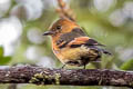 Cinnamon Flycatcher Pyrrhomyias cinnamomeus pyrrhopterus