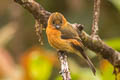 Cinnamon Flycatcher Pyrrhomyias cinnamomeus pyrrhopterus