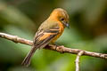 Cinnamon Flycatcher Pyrrhomyias cinnamomeus pyrrhopterus