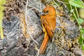 Cinnamon Flycatcher Pyrrhomyias cinnamomeus assimilis