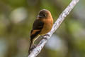 Cinnamon Flycatcher Pyrrhomyias cinnamomeus pyrrhopterus