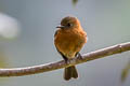 Cinnamon Flycatcher Pyrrhomyias cinnamomeus pyrrhopterus