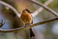 Cinnamon Flycatcher Pyrrhomyias cinnamomeus pyrrhopterus