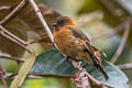 Cinnamon Flycatcher Pyrrhomyias cinnamomeus pyrrhopterus