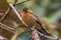 Cinnamon Flycatcher Pyrrhomyias cinnamomeus pyrrhopterus