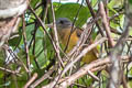 Citron-bellied Attila Attila citriniventris