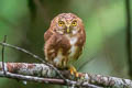 Cloud-forest Pygmy Owl Glaucidium nubicola