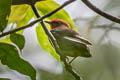 Club-winged Manakin Machaeropterus deliciosus