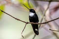 Collared Inca Coeligena torquata torquata