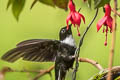 Collared Inca Coeligena torquata torquata