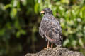 Common Black Hawk Buteogallus anthracinus subtilis (Crab Hawk)