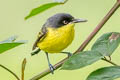 Common Tody-Flycatcher Todirostrum cinereum sclateri