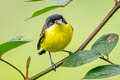 Common Tody-Flycatcher Todirostrum cinereum sclateri