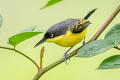 Common Tody-Flycatcher Todirostrum cinereum sclateri