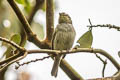 Coopmans's Tyrannulet Zimmerius minimus minimus