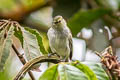 Coopmans's Tyrannulet Zimmerius minimus minimus