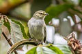 Coopmans's Tyrannulet Zimmerius minimus minimus