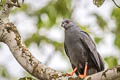 Crane Hawk Geranospiza caerulescens caerulescens