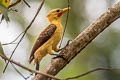 Cream-coloured Woodpecker Celeus flavus flavus