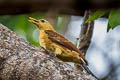 Cream-coloured Woodpecker Celeus flavus flavus