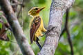 Cream-coloured Woodpecker Celeus flavus flavus