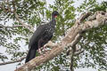 Crested Guan Penelope purpurascens aequatorialis