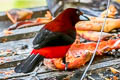 Crimson-backed Tanager Ramphocelus dimidiatus dimidiatus