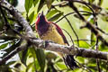 Crimson-mantled Woodpecker Colaptes rivolii quindiuna