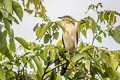 Dark-billed Cuckoo Coccyzus melacoryphus